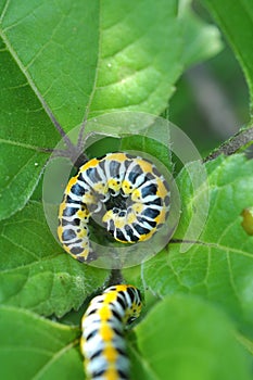 In nature, the plant caterpillars butterfly Cucullia Cucullia pustulata
