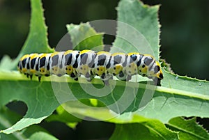 In nature, the plant caterpillars butterfly Cucullia Cucullia pustulata