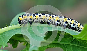 In nature, the plant caterpillars butterfly Cucullia Cucullia pustulata