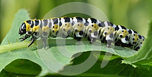 In nature, the plant caterpillars butterfly Cucullia (Cucullia) pustulata photo