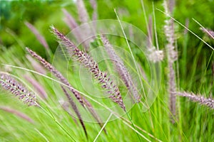 Nature Plant with green grass for background