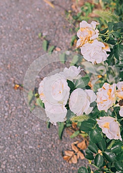 Nature, plant lover  background. Roses  Flower aesthetic. Summer time, bloom concept