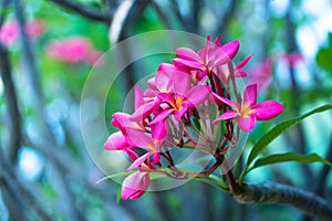 Nature, Plant, Pink Color, Flower, Flower Head, Petal, Orchid, Freshness, Leaf, Beauty In Nature, Close-up, Botany, Blossom, Summe