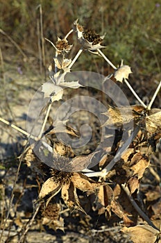 Nature, plant, tree, leaf, macro, forest, brown, dry, flower, leaves, green, closeup, grass, autumn, texture, spider, wood, pine,