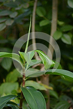 Nature Plants Costus Speciosus - Thebu  in Sri Lanka