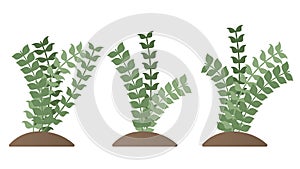 Nature Plants Illustrations Collection Green Leaves Shrub Elements Set.Vector Design