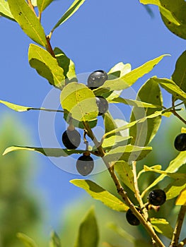 Nature. Plants. Laurus nobilis