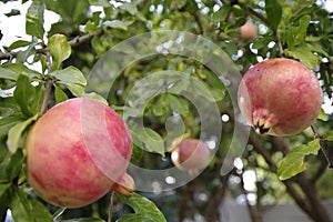 Nature. Plants. Punica granatum. Pomegranates tree. Video