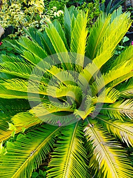 Nature plats leaf tree sky statues