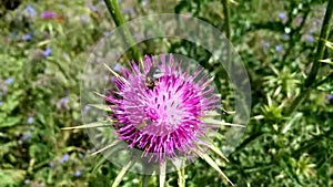 Nature. Pollination. Insects feed on nectar on a flower of a thistle blown by the wind on a spring day