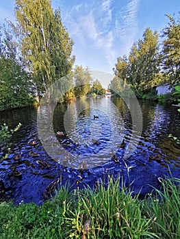 Nature, pond, ducks, countryside