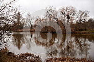 Nature by the pond in November