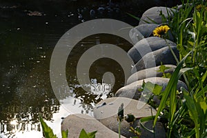 Nature pond photo