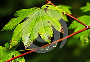 Nature portraits