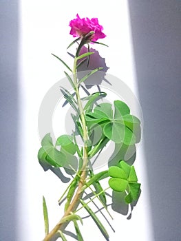 Nature Portulaca flowers and clover leaves are tied to a white background and surrounded by shadow curtains