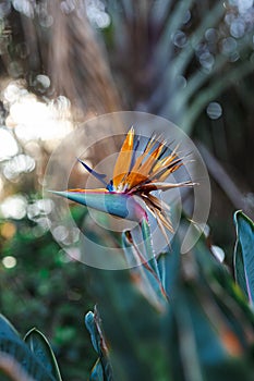 Nature poster. Bird of paradise flower. Closeup.