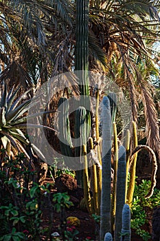Nature poster. Garden of palms trees and cactuses
