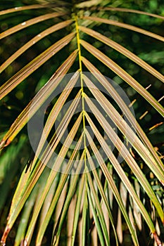 Nature poster. Green leaves of palm tree.