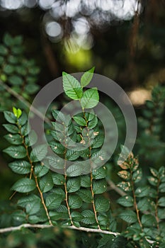 nature poster. green leaves of tree at the forest