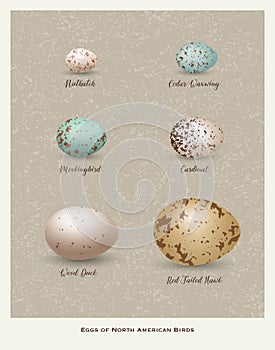 Nature poster of illustrated variety of bird`s eggs.