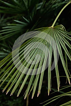 nature poster. leaves of palm tree