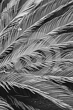 nature poster. leaves of palm tree. black and white