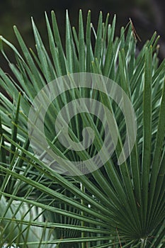 nature poster. palm leaves