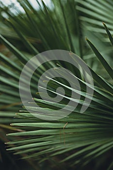 nature poster. palm leaves