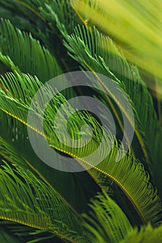 nature poster. palm leaves