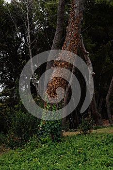nature poster. trunk of tree with some lianes