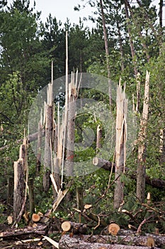 Nature Power, Trees Snapped in Half Tornado Storm