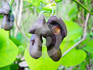 Nature predatory flower