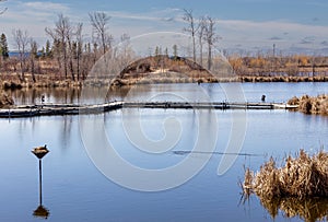 A nature preserve for birds in springtime