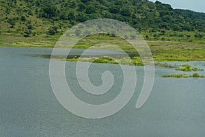 Nature purity grass on the river bank