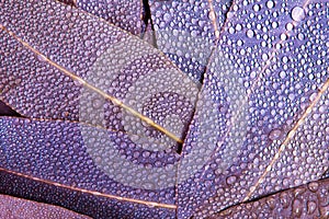 Nature purple Eucalyptus leaves with water rain drop as abstrac