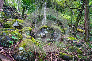 Nature, rainforest in Lamington National Park, Queensland, Austr
