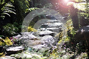 Nature in the rainforest