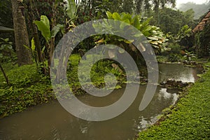 Nature in the rainforests of Mindo.