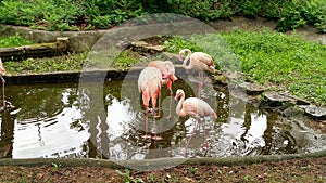 Nature rare pink beautiful flamingo birds swim near the water