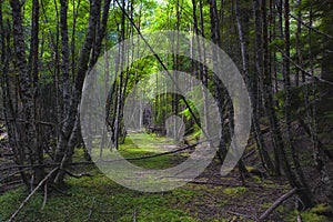 Nature Reclaiming an old road in the forest photo