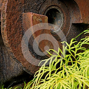 Nature reclaiming rusting and abandoned mining machinery at Mumm`s Mill, west coast, south island, Aotearoa / New Zealand photo