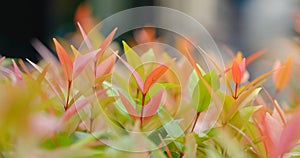 Nature red and green leaf of Christina leaves Syzygium australe photo