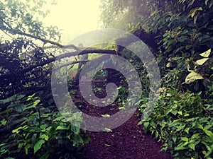 Nature reframing itself