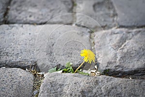 Nature regains its rights in the city during the containment and crisis of the coronavirus, Covid 19