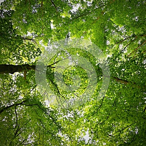 Nature - relaxation and meditation for mental health. Green spring forest. Natural colorful background in deciduous forest with