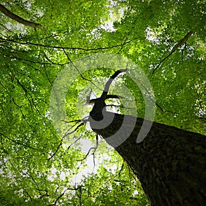 Nature - relaxation and meditation for mental health. Green spring forest. Natural colorful background in deciduous forest with