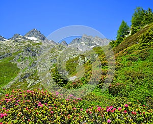 Nature Reserve Aiguilles Rouges, Graian Alps, France, Europe.