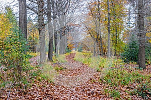 Nature reserve with bare trees and others with few yellowish green leaves, two parallel paths covered with dry brown leaves