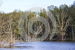 Nature reserve Bislicher Insel, Lower Rhine Region, Germany