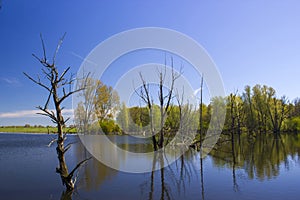 Nature reserve Bislicher Insel, Lower Rhine Region, Germany